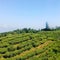 Tea Garden Darjeeling