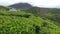 the tea garden at the foot of Mount Dempo