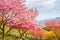 A tea garden full of cherry blossoms in spring