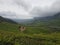 Tea Garden on Iduki valley, Kerala