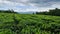 Tea garden landscape above the Dempo mountains