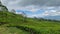 Tea garden landscape above the Dempo mountains