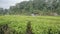 Tea garden landscape in West Java Indonesia 5057