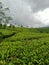Tea garden in the mountains of Tangkuban Perahu