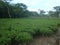 Tea Garden Natural view landscape photos, stock, picture, bd, india, background