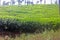 Tea Garden Near Chikmagalur, Karnataka, India