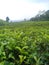 tea garden in subang district