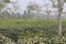 Tea Garden Of Sylhet