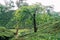 Tea garden at Sylhet, Bangladesh