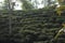 Tea garden at Sylhet hill tracts