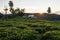 Tea garden with a tea estate in the evening