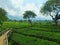 Tea Garden Tour in Malang