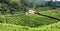 Tea garden view , Ooty.