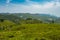 Tea gardens in the foothills of western ghat