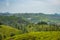 Tea gardens in the foothills of western ghat