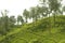 Tea gardens at ooty