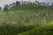 Tea gardens at ooty