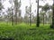 Tea gardens at Ooty, India