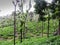 Tea gardens at Ooty, India