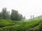 Tea gardens at Ooty, India