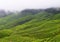 Tea Gardens over Cloudy Mountains - Green Landscape