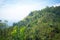 Tea gardens in Sri Lanka. Plantation landscape.