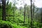 Tea gardens in Sri Lanka. Plantation landscape.