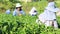 The tea harvest by hand as the workers move laboriously through the long rows of low tea bushes