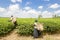 Tea Harvest. Tea Picker. Women in tea plantation picking young tea leaves. Collecting tea in farm land, Uganda