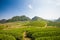 Tea hills in Moc Chau highland, Son La province in Vietnam