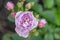 Tea hybrid rose Rosa Nautica, lavender flowers
