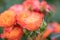 Tea hybrid rose, Rosa Vulcano, elegant yellow-red flowers