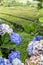 Tea and Hydrangeas in Europe