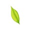 Tea leaf isolate black drink ingredient herb plant