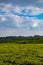 Tea Leaf Leaves Plants Tree Plantations Agriculture Nature Fields Meadows Landscape Cloud Sky Kiambu County Kenya East Africa