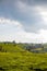 Tea Leaf Leaves Plants Tree Plantations Agriculture Nature Fields Meadows Landscape Cloud Sky Kiambu County Kenya East Africa