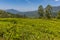 Tea leaves in abundance in upland tea country in Sri Lanka, Asia