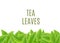 Tea leaves banner with realistic green leaf bottom border