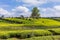 Tea Leaves farm estate plantations at Kiambu county Kenya East Africa