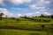 Tea Leaves farm estate plantations at Kiambu county Kenya East Africa