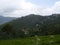 Tea leaves with Nilgiris hills in the background with dark gray clouds