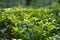 Tea leaves and pekoe buds on tea plantation