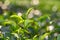 Tea leaves and pekoe buds on tea plantation