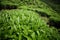 Tea leaves on tea plantation