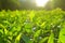 Tea leaves, Tea plantations, sunrise. Sunrise on tea plantations.