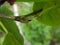 Tea mosquito bug  on cashew leaf.