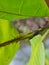 Tea mosquito bug  on cashew leaf.