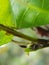 Tea mosquito bug  on cashew leaf.