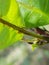 Tea mosquito bug  on cashew leaf.