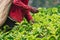 Tea picker holding in her hands freshly picked green tea leaves, Sri Lanka